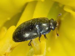 Attēlu rezultāti vaicājumam “Meligethes sp.”