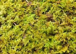 Attēlu rezultāti vaicājumam “Anomodon viticulosus sporophyte”