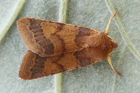 Attēlu rezultāti vaicājumam “Agrochola helvola”