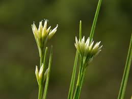 Attēlu rezultāti vaicājumam “Rhynchospora alba flower”