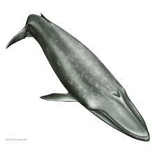 Image result for Balaenoptera musculus