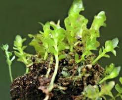 Attēlu rezultāti vaicājumam “Blepharostoma trichophyllum sporophyte”