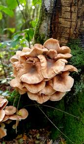 Attēlu rezultāti vaicājumam “Armillaria sp.”