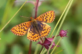 Attēlu rezultāti vaicājumam “Boloria aquilonaris upperside”