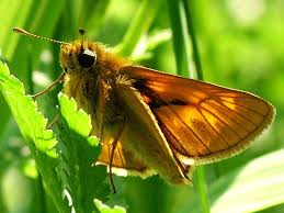 Attēlu rezultāti vaicājumam “Thymelicus sylvestris”