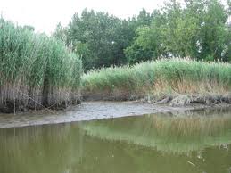 Attēlu rezultāti vaicājumam “Phragmites communis fruit”