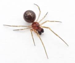 Attēlu rezultāti vaicājumam “Neottiura bimaculata female”