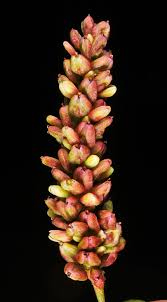 Attēlu rezultāti vaicājumam “Persicaria lapathifolia fruit”