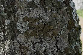 Attēlu rezultāti vaicājumam “Pleurosticta acetabulum”