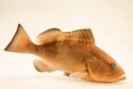 Image result for Epinephelus morio