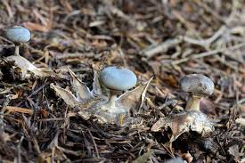Attēlu rezultāti vaicājumam “Geastrum pectinatum”