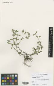 Attēlu rezultāti vaicājumam “Acinos arvensis leaf”