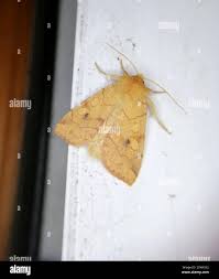 Attēlu rezultāti vaicājumam “Enargia paleacea”