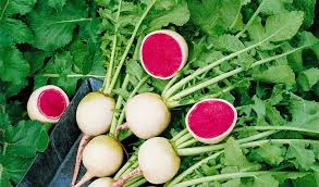 Image result for Rettich