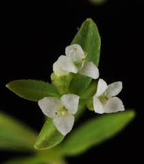 Attēlu rezultāti vaicājumam “Galium trifidum”