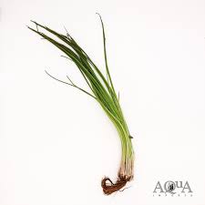 Attēlu rezultāti vaicājumam “Isoetes lacustris leaf”