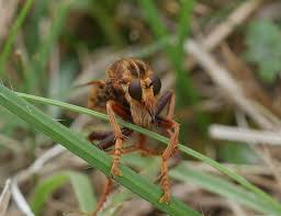 Attēlu rezultāti vaicājumam “Asilus crabroniformis”