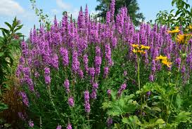 Image result for Blutweiderich