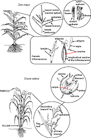 Attēlu rezultāti vaicājumam “Zea mays female flower”