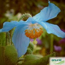 Image result for Scheinmohn blau