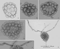Attēlu rezultāti vaicājumam “Pohlia bulbifera”