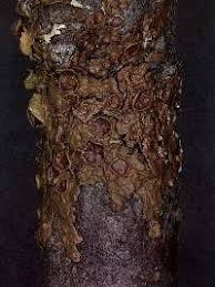 Attēlu rezultāti vaicājumam “Melanohalea olivacea”