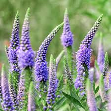 Attēlu rezultāti vaicājumam “Veronica longifolia bud”