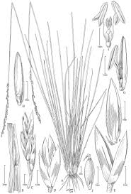 Attēlu rezultāti vaicājumam “Poa remota”