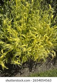 Attēlu rezultāti vaicājumam “Milium effusum leaf”