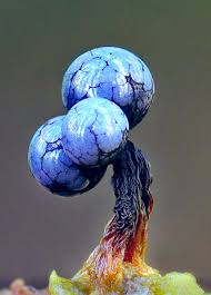 Attēlu rezultāti vaicājumam “Cribraria argillacea”