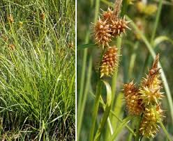 Attēlu rezultāti vaicājumam “Carex flava”