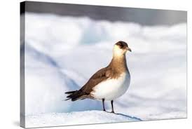 Attēlu rezultāti vaicājumam “Stercorarius parasiticus”