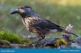 Attēlu rezultāti vaicājumam “Nucifraga caryocatactes adult”