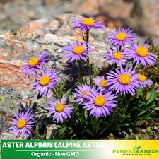 Image result for Aster alpinus