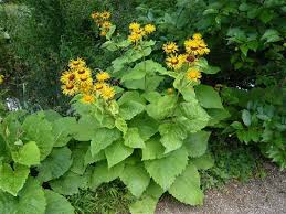 Image result for Telekia speciosa