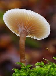 Attēlu rezultāti vaicājumam “Tremiscus helvelloides”