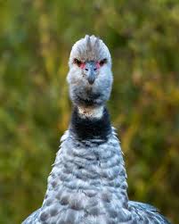 Attēlu rezultāti vaicājumam “Anseriformes”