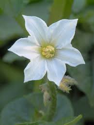 Attēlu rezultāti vaicājumam “Solanum tuberosum flower”
