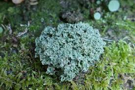 Attēlu rezultāti vaicājumam “Cladonia caespiticia”