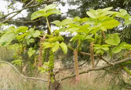 Attēlu rezultāti vaicājumam “Pterocarya fraxinifolia flower”