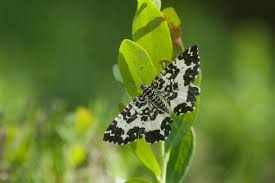 Attēlu rezultāti vaicājumam “Epirrhoe tristata imago”