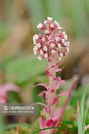 Image result for Petasites officinalis