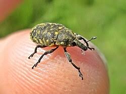 Attēlu rezultāti vaicājumam “Larinus sp.”