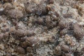 Attēlu rezultāti vaicājumam “Liceaceae”