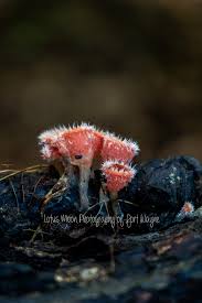 Attēlu rezultāti vaicājumam “Lycogala conicum sessile”