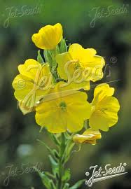 Image result for Oenothera biennis