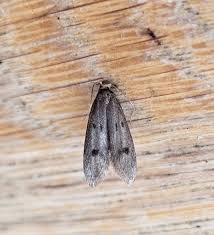 Attēlu rezultāti vaicājumam “Phycitodes binaevella”