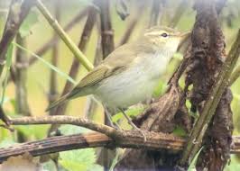 Attēlu rezultāti vaicājumam “Phylloscopus trochiloides”