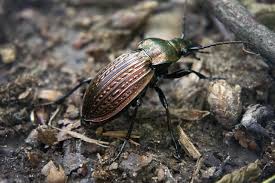 Attēlu rezultāti vaicājumam “Carabus cancellatus”