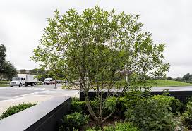 Attēlu rezultāti vaicājumam “Chionanthus virginicus”